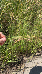 Bromus inermis