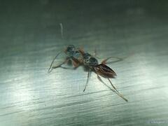 Dryinus stantoni