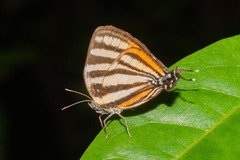 Arawacus aetolus