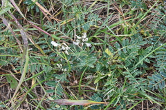 Astragalus schelichowii