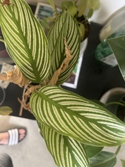 Goeppertia elliptica