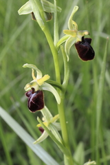 Ophrys sphegodes atrata