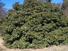 Arbutus andrachne