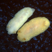 Modest Cadlina - Photo (c) Robin Gwen Agarwal, some rights reserved (CC BY-NC), uploaded by Robin Gwen Agarwal