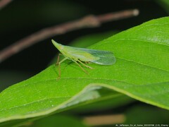 Rhynchomitra recurva
