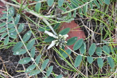 Astragalus schelichowii