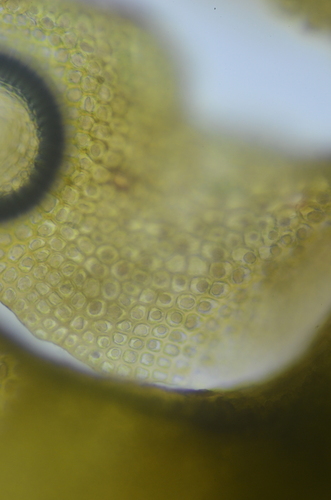 Image of Scapania gymnostomophila by no rights reserved