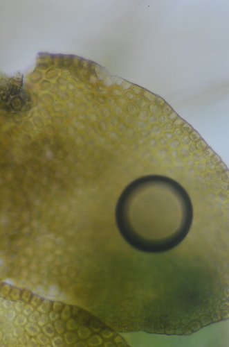 Image of Scapania gymnostomophila by no rights reserved