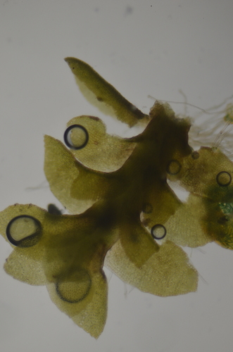 Image of Scapania gymnostomophila by no rights reserved