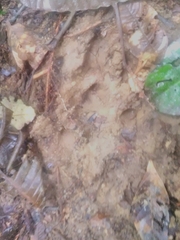 Tapirus terrestris