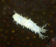 Eupentacta quinquesemita