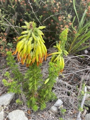 Erica coccinea