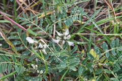 Astragalus schelichowii