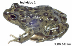 Atelognathus nitoi