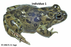 Atelognathus nitoi