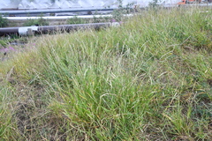 Elymus trachycaulus