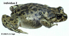 Atelognathus nitoi