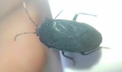 Aellopus atratus