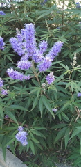 Vitex agnus-castus