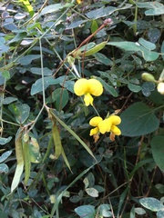 Argyrolobium tomentosum