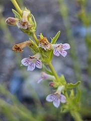 Penstemon deustus pedicellatus