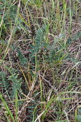 Astragalus schelichowii