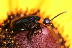 Nemognatha nemorensis