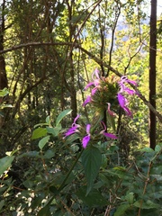 Dicliptera clinopodia