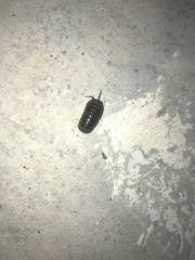 Armadillidium vulgare