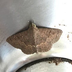 Antiblemma concinnula