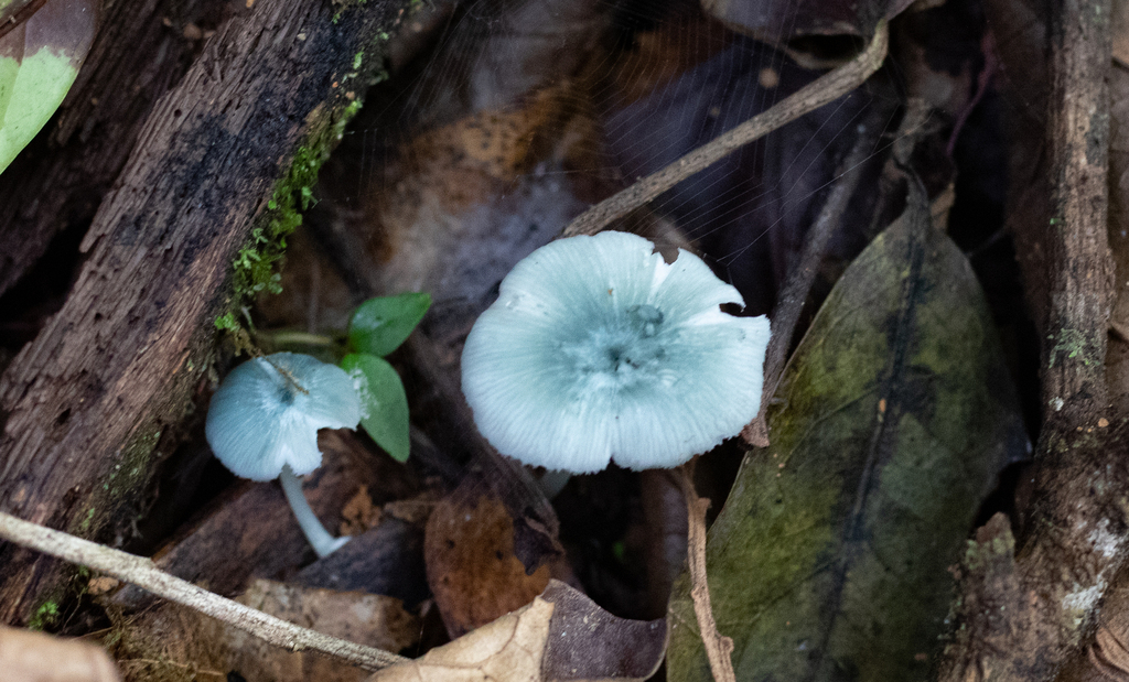 Clitocybula azurea · July 2022 · photo: © marcia_martins (iNaturalist, cc-by)
