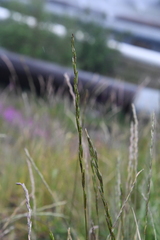 Elymus trachycaulus