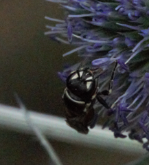 Hylaeus variegatus
