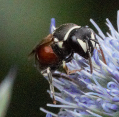 Hylaeus variegatus