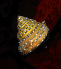 Calliostoma tricolor