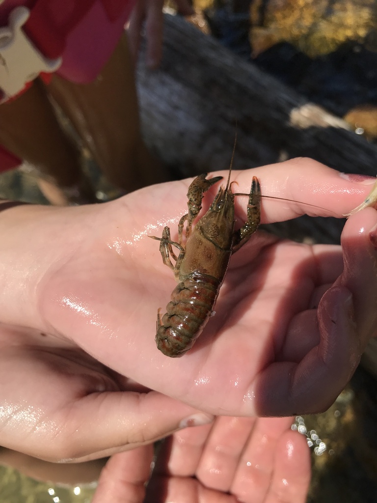 Spinycheek Crayfish from Mystic Lake, Barnstable, MA, US on July 09, 2022 at 1125 AM by Adam