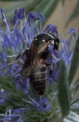 Hylaeus variegatus