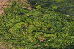Nostocaceae