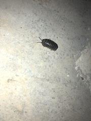 Armadillidium vulgare