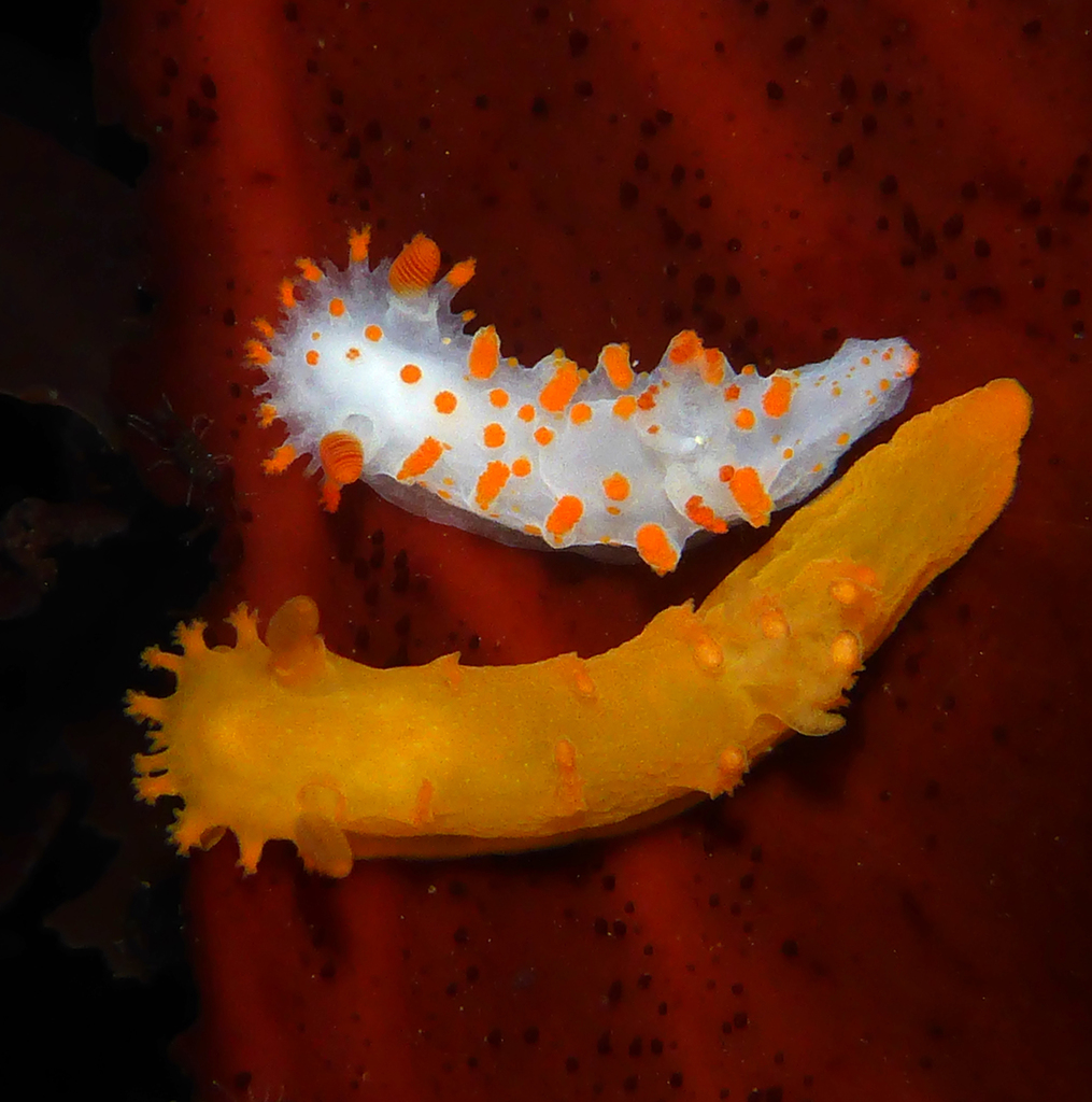 Triopha