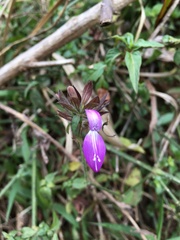 Dicliptera clinopodia