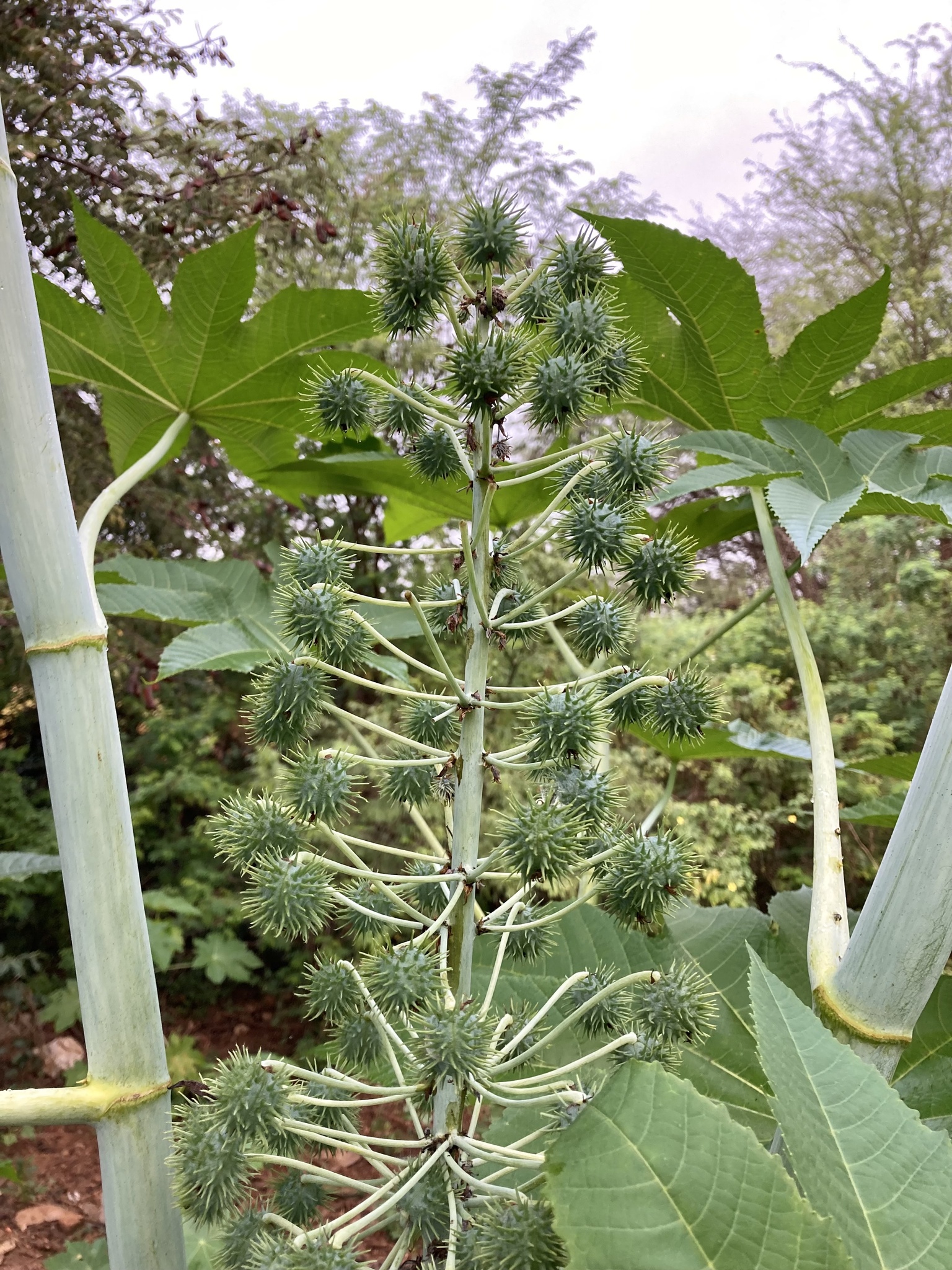 Ricinus communis