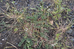 Astragalus schelichowii