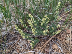 Galium serpenticum scotticum