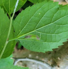 Phyllonorycter celtisella