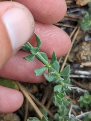 Galium serpenticum scotticum