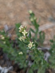 Galium serpenticum scotticum