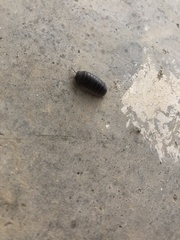 Armadillidium vulgare