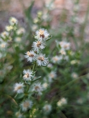 Galium serpenticum scotticum