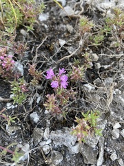 Thymus calcareus